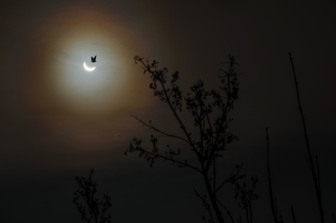 Photographer Unknowingly Captures a Bird Flying into a Solar Eclipse ...