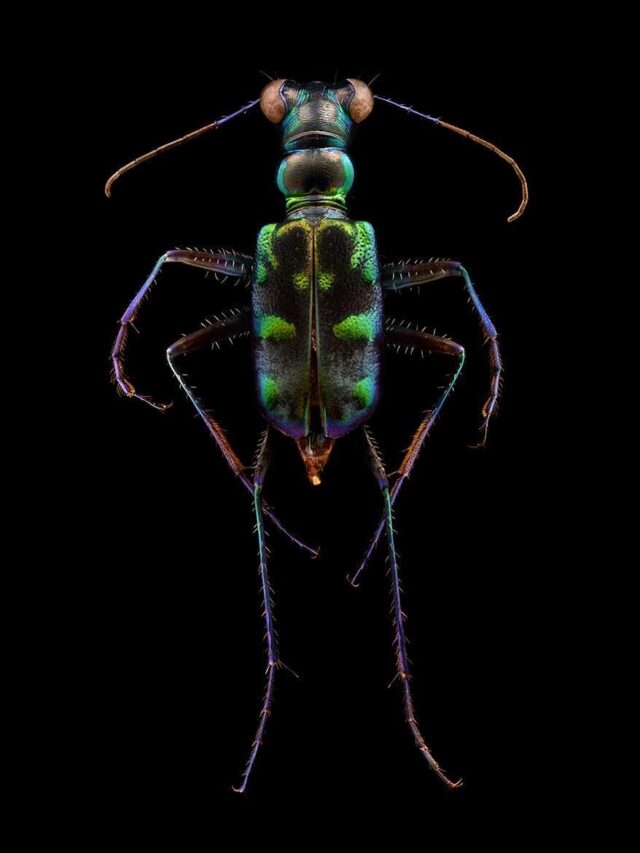 Macro Photographs Composed of Nearly Ten Thousand Images Show the ...