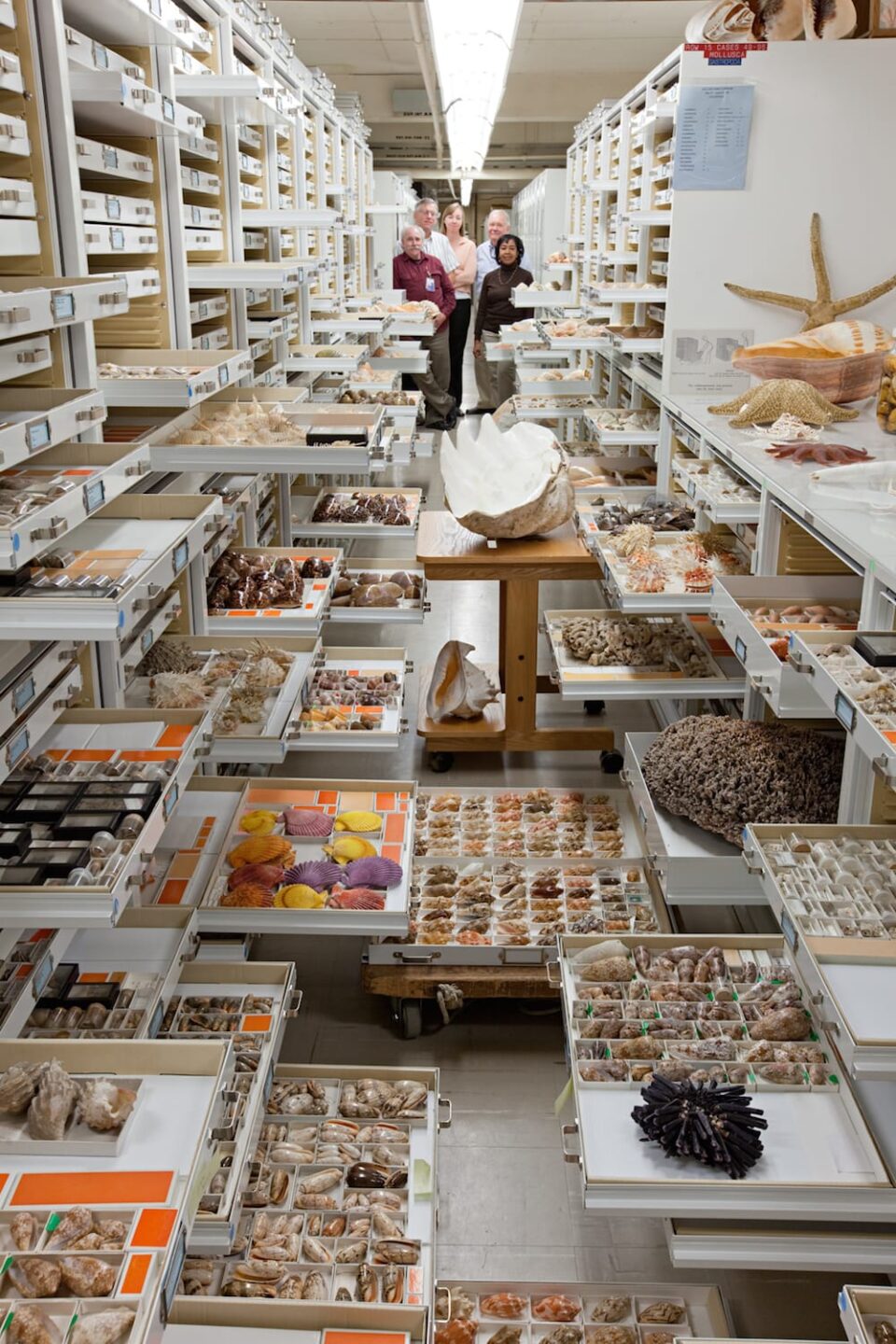 Explore the Vast Scientific Collections of D.C.'s National Museum of ...