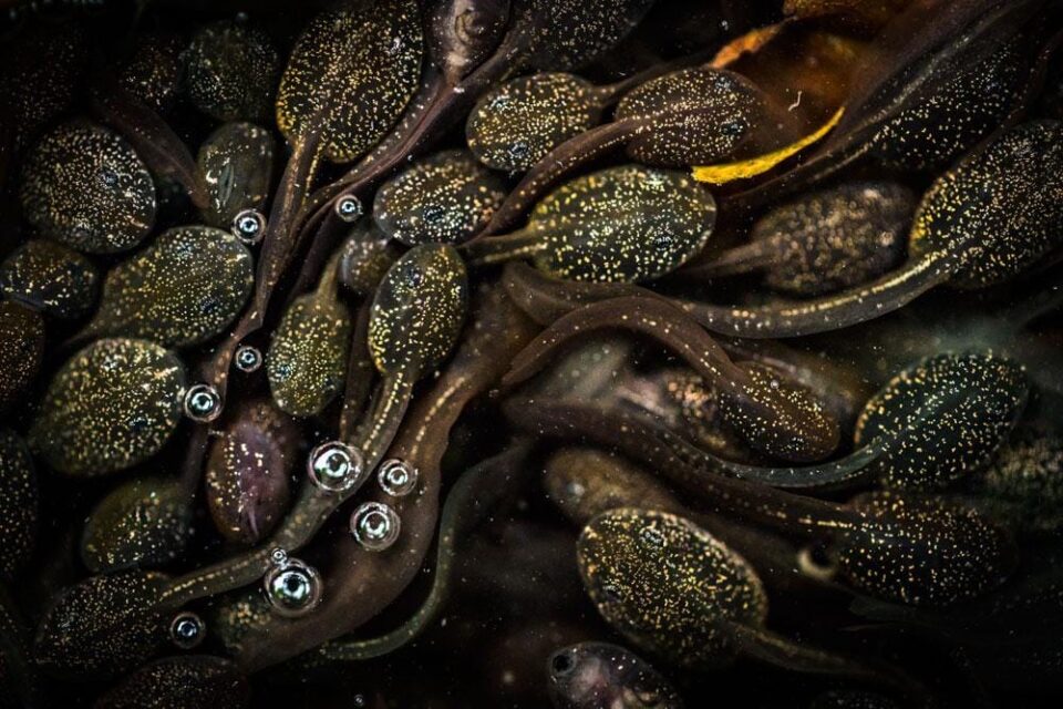 Winners of the 2016 British Wildlife Photography Awards — Colossal