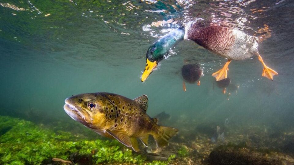 Winners of the 2016 British Wildlife Photography Awards — Colossal