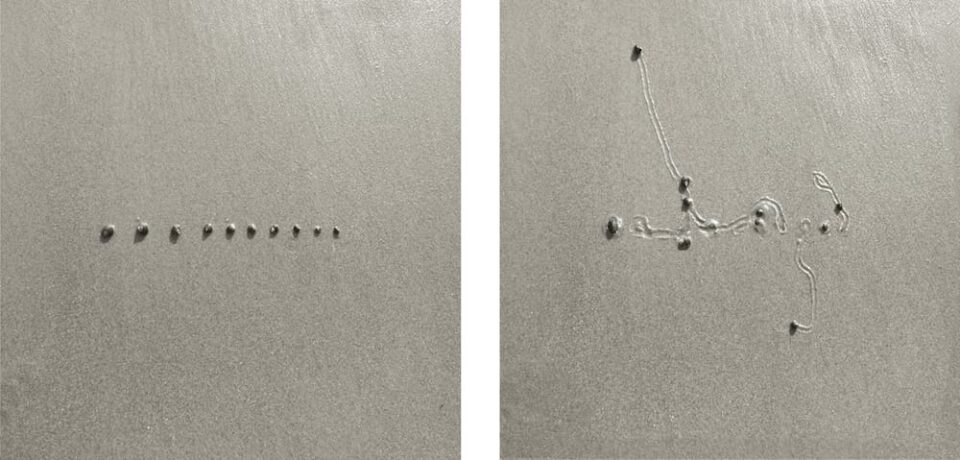Dan Ranalli Over Two Decades of Charting the Various Movements of Snails by ...