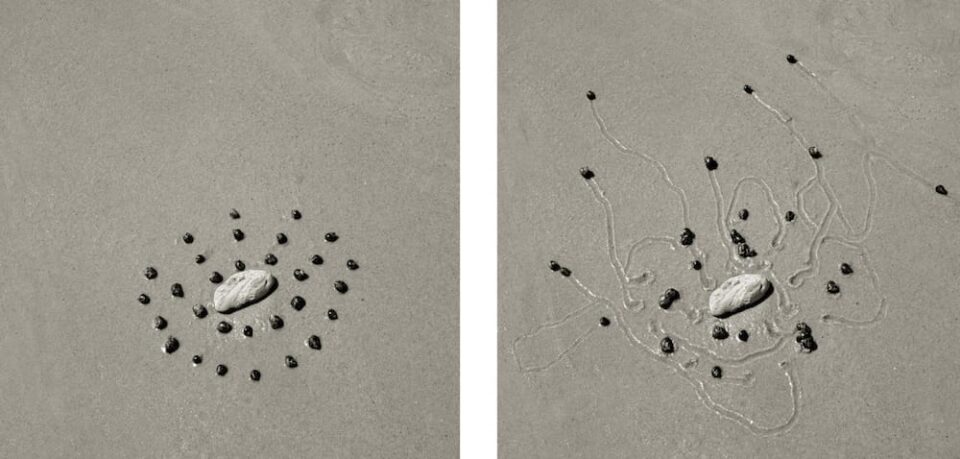 Dan Ranalli Over Two Decades of Charting the Various Movements of Snails by ...