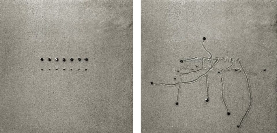 Dan Ranalli Over Two Decades of Charting the Various Movements of Snails by ...