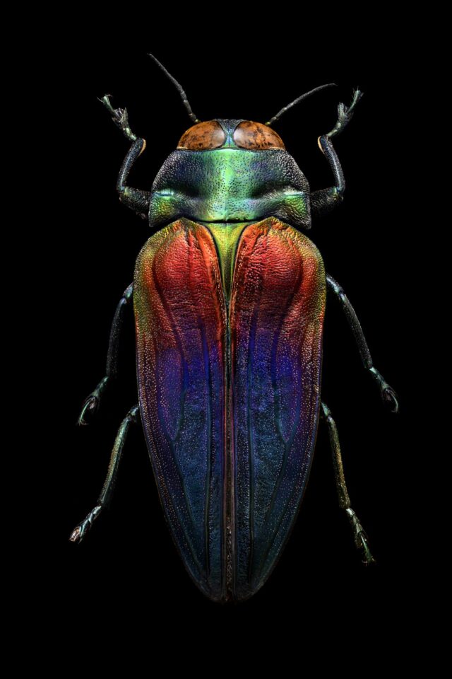 Iridescent Insect Microsculpture: Macro Photographs of Iridescent Insects Composed of ...