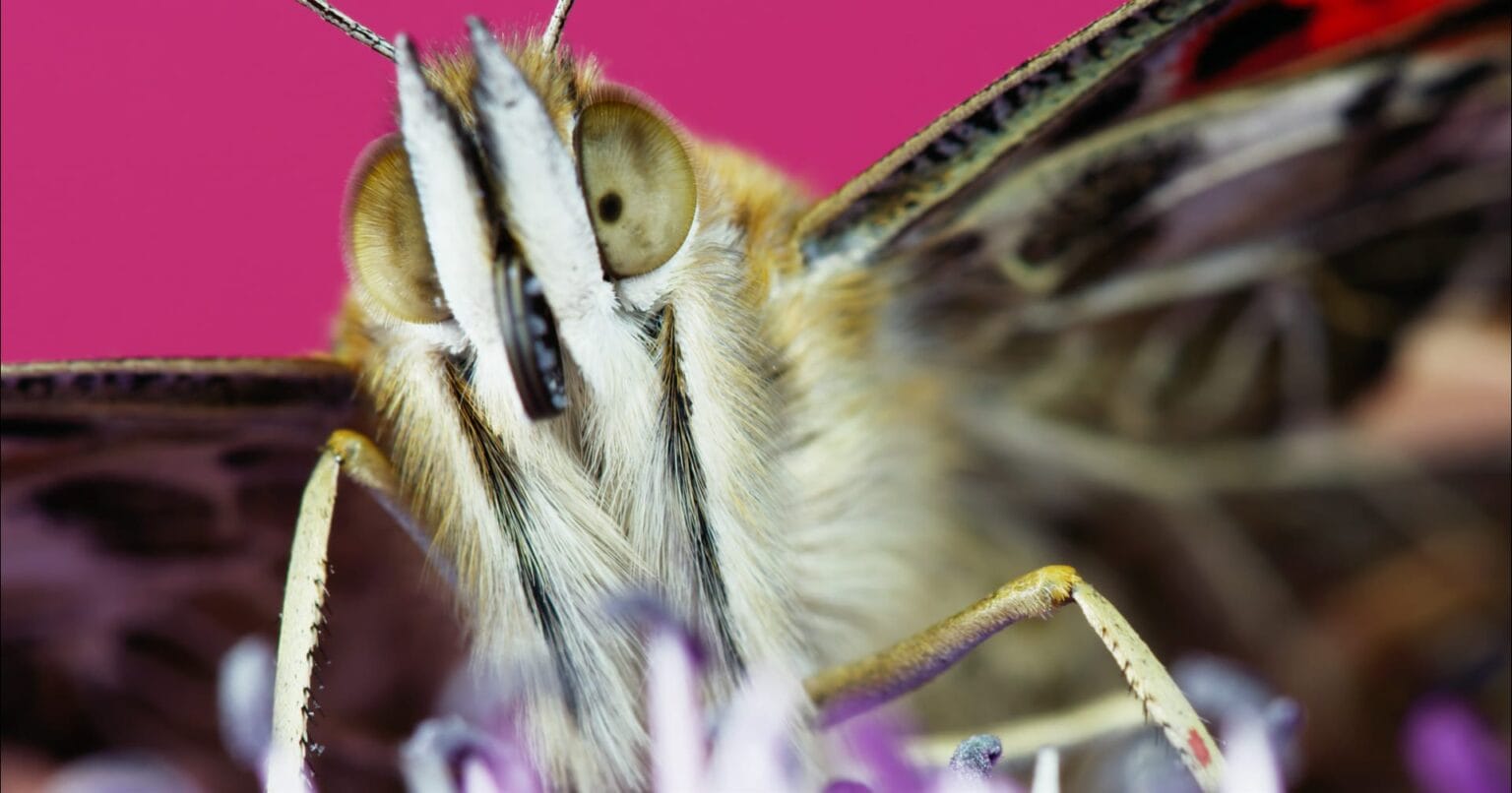 An Enchanting Macro Time-Lapse of Blooms and Insects in 8K Resolution ...