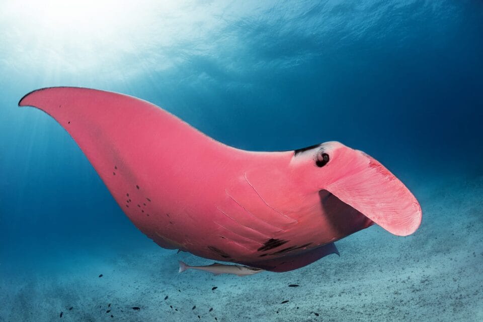 Colossal Ray Fish Amazing Underwater Photographs Capture the World's Only Known Pink ...