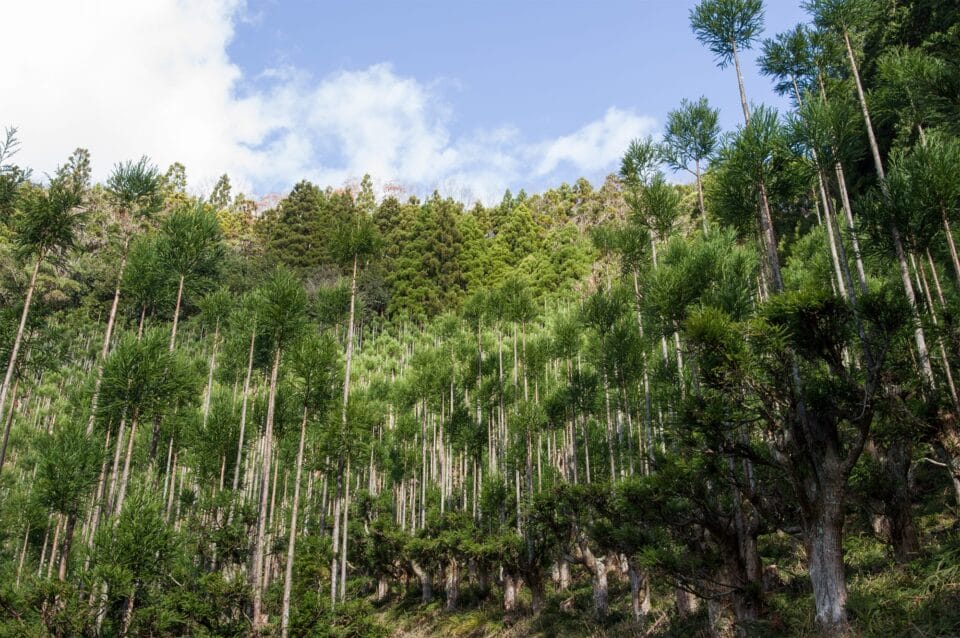 A Japanese Forestry Technique Prunes Upper Branches to Create a Tree ...