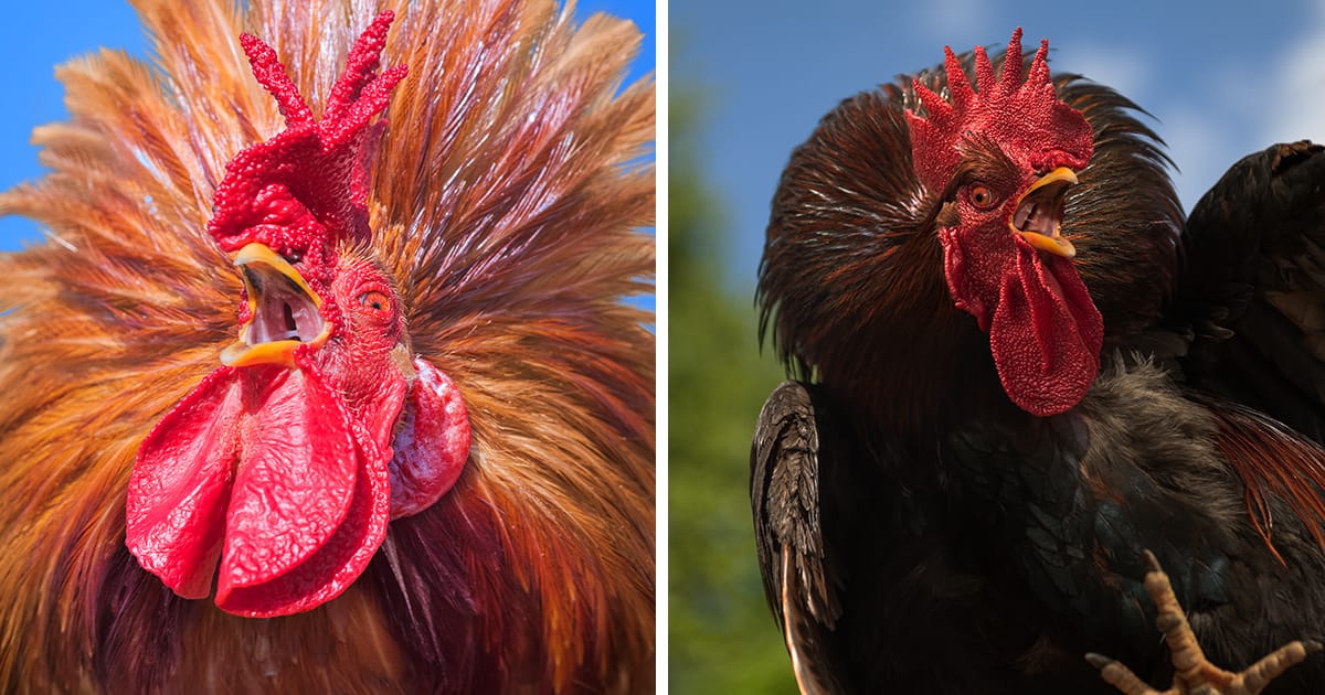 Screeching Roosters Make Their Most Aggressive and Passionate Moves in Heji Shin's Photographs - Vimarsana News