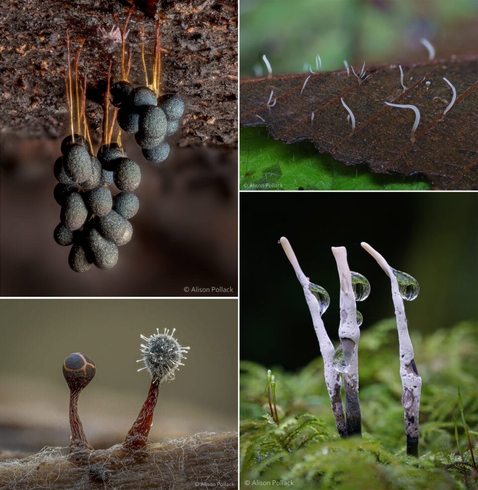 Fantastic Macro Photos Reveal the Microscopic World of Mushrooms and ...