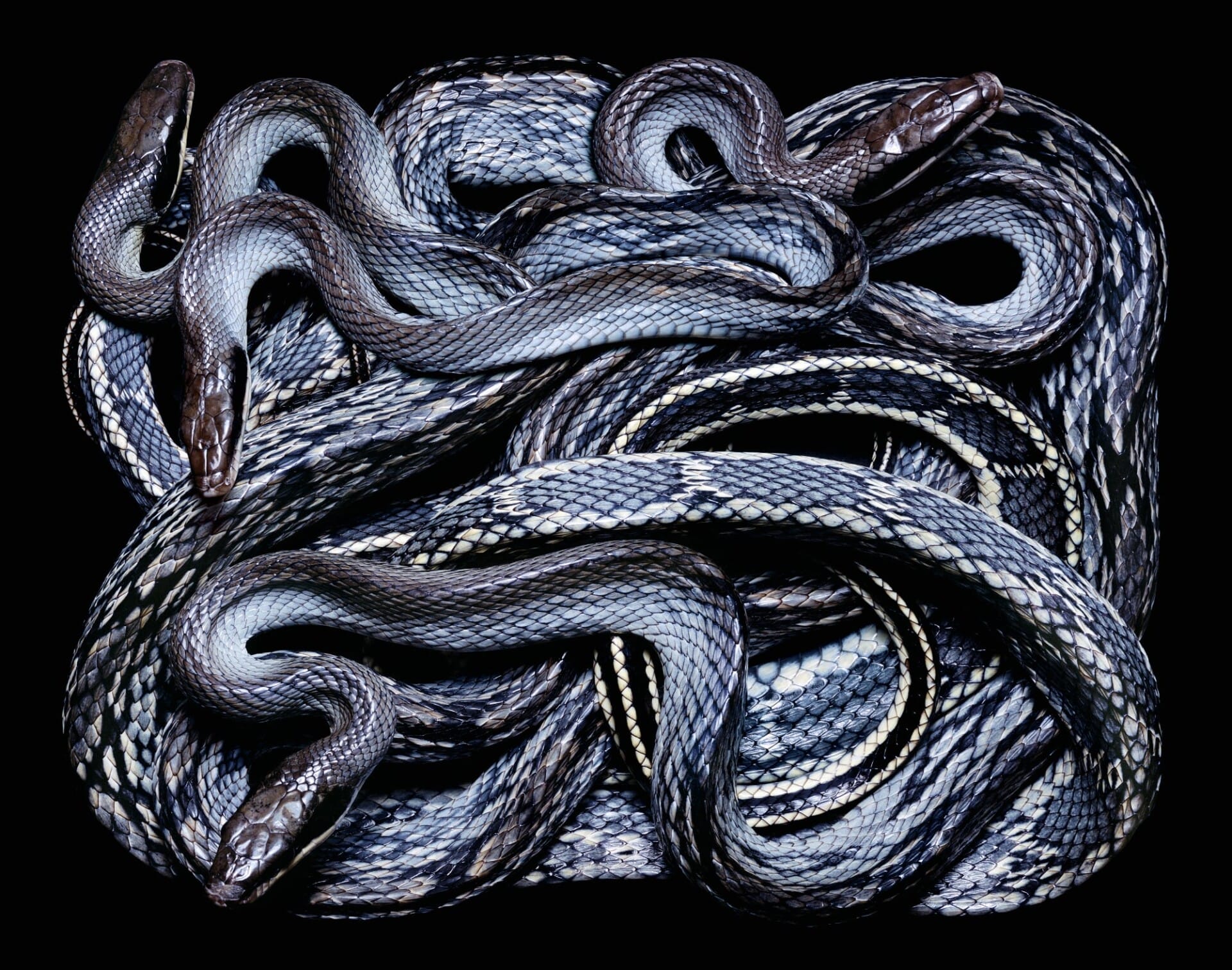 snakes Archives — Colossal