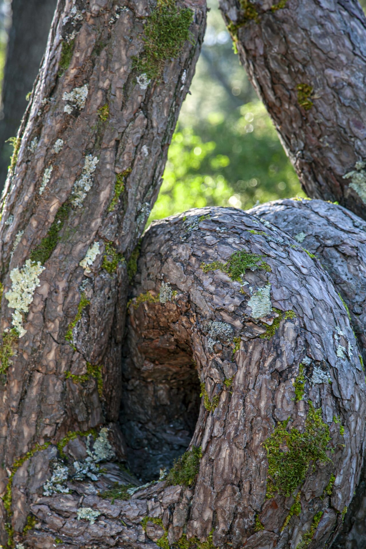 Trees Are Tied Up in Uncanny Knots in Monsieur Plant's Playful ...