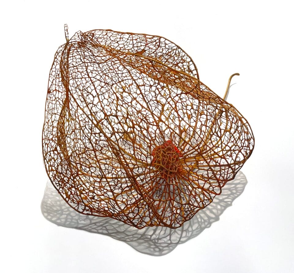 Hyperrealistic Drawings by David Morrison Reflect the Fragile ...