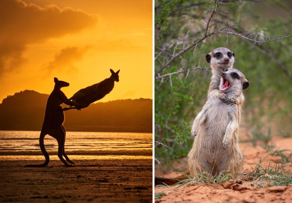 Hapless Hangups and Silly Spoofs Abound in the 2022 Comedy Wildlife ...