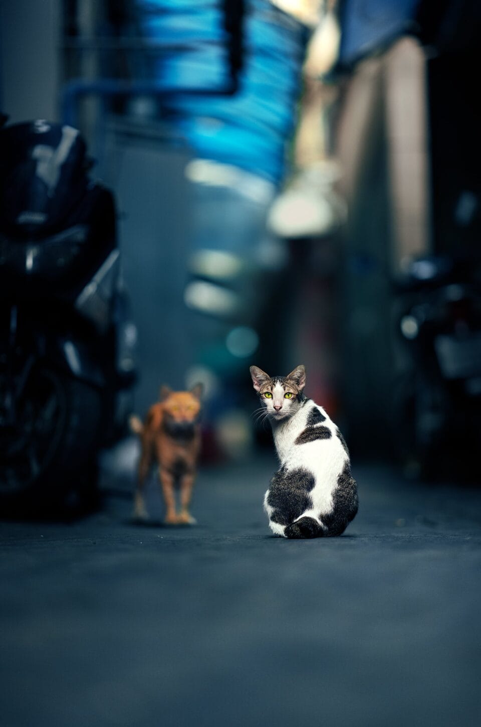 Minhan Lin In a Neighborly Portrait Sequence, Ashraful Arefin Turns His Gaze ...
