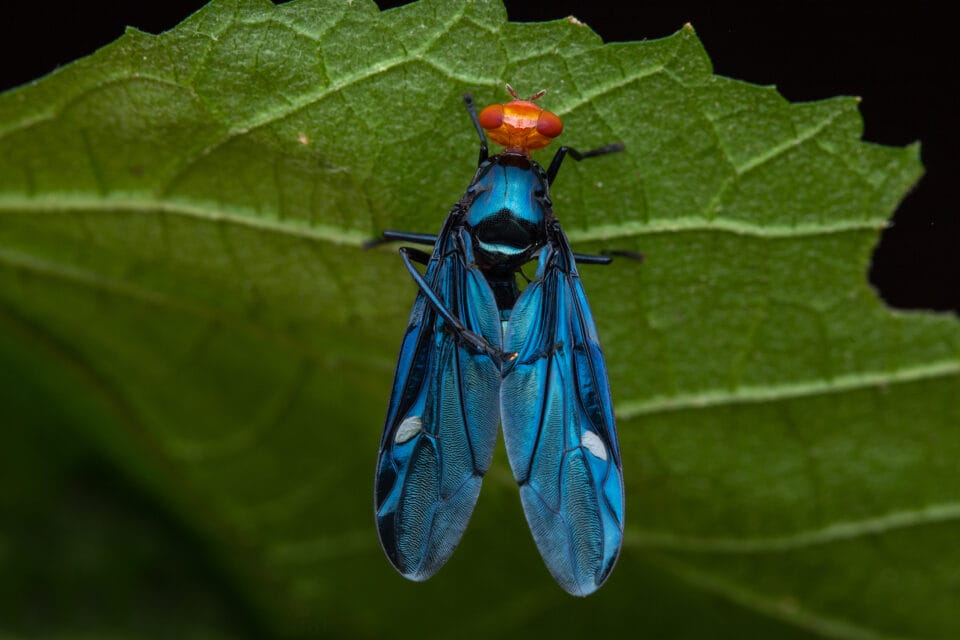 Frank Insect Frank Deschandol's Photos Uncover the Some of the World's Most Elusive ...