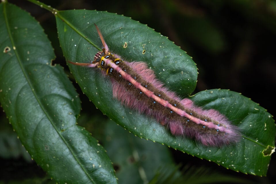 Frank Insect Frank Deschandol's Photos Uncover the Some of the World's Most Elusive ...