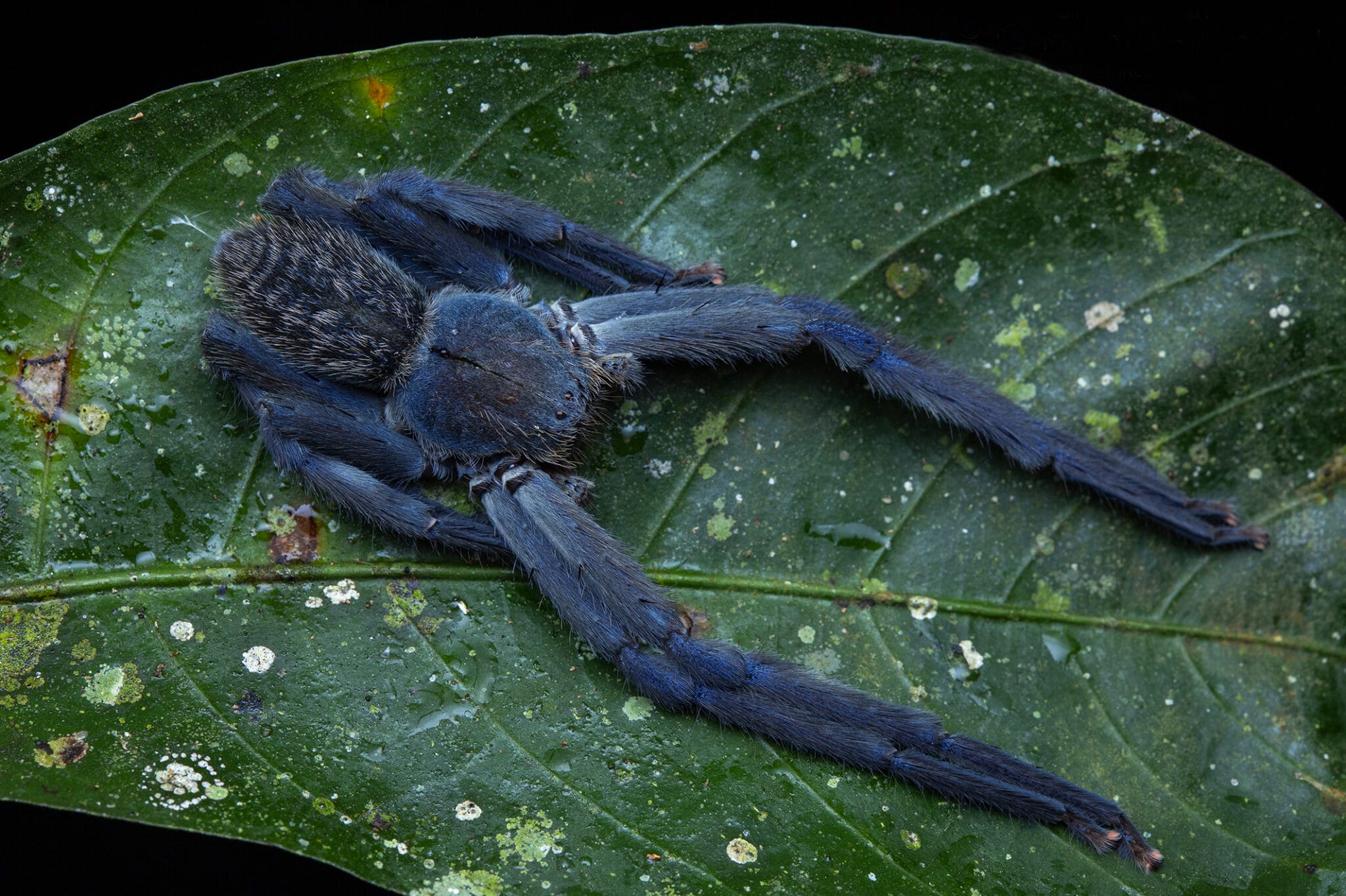 Errandel Insect Photography Archives — Colossal
