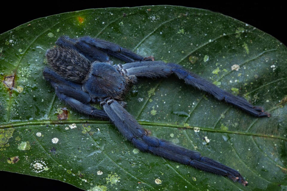 Frank Deschandol's Photos Uncover the Some of the World's Most Elusive ...