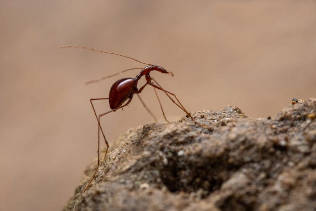 Frank Deschandol's Photos Uncover the Some of the World's Most Elusive ...