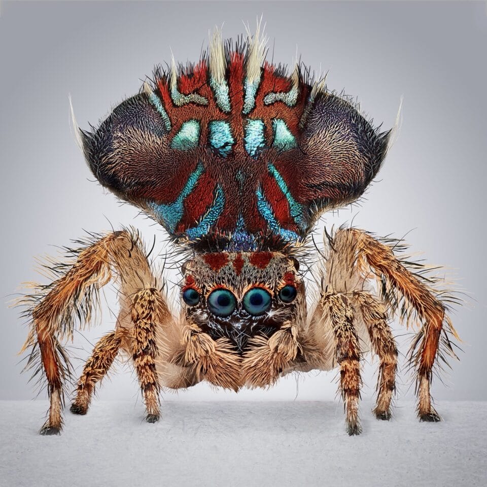 Spider Maria Tiny But Not Timid, Maria Fernanda Cardoso's 'Spiders of Paradise' Show ...