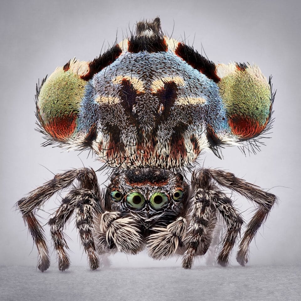 Spider Maria Tiny But Not Timid, Maria Fernanda Cardoso's 'Spiders of Paradise' Show ...