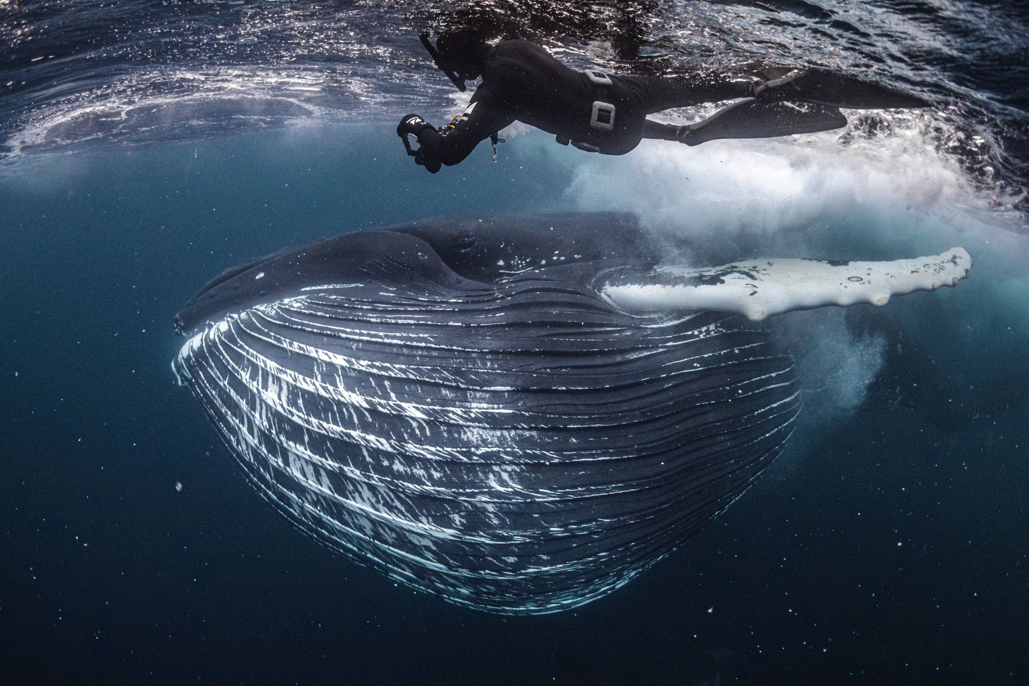 Colossal Orca One Whale of a Meal Wins The 2024 Ocean Photographer of the Year ...