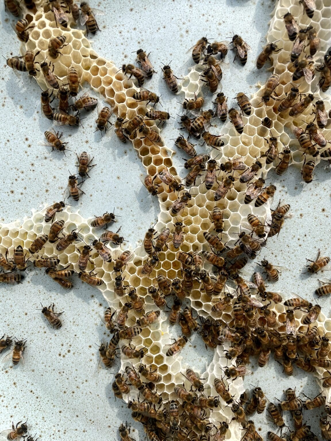 Honeybees Have the Final Say in Ava Roth's Collaborative Sculptures ...
