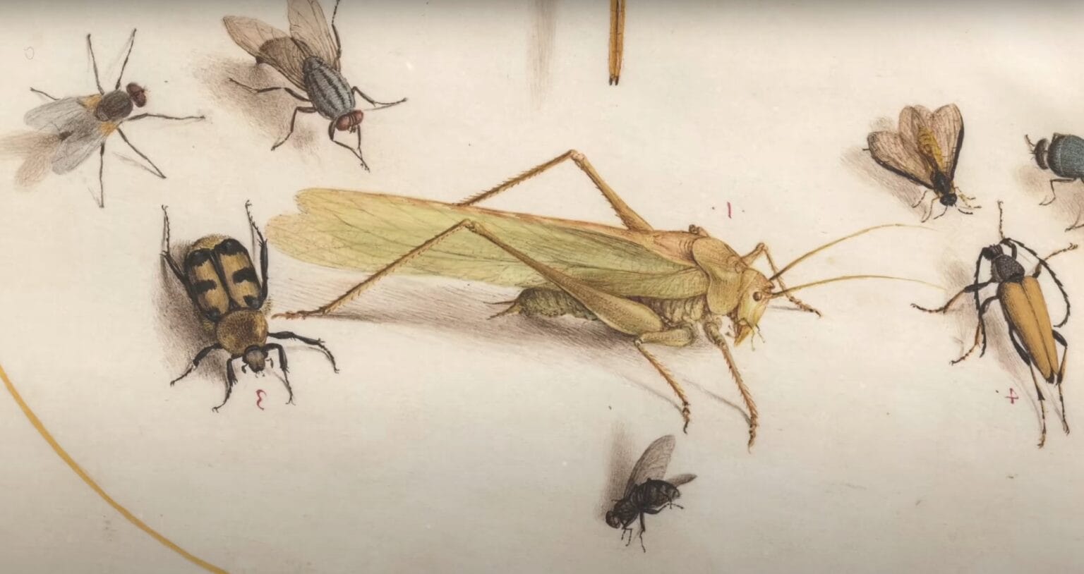 Buff Insect Drawing The 16th-Century Artist Who Created the First Compendium of Insect ...