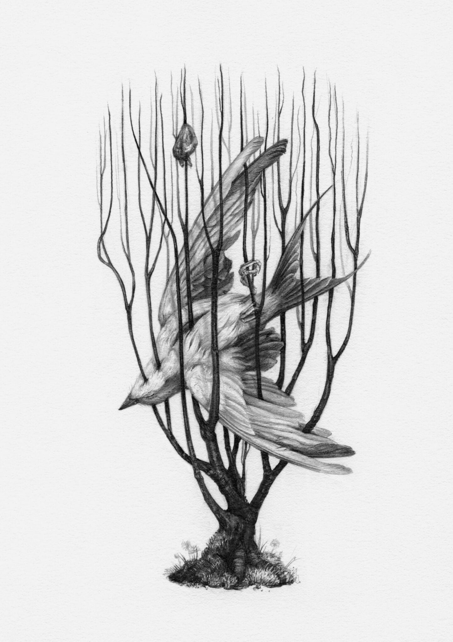 Shell Composition Drawing Christina Mrozik Illustrates an 'Emotional Ecosystem' Oracle Deck with ...
