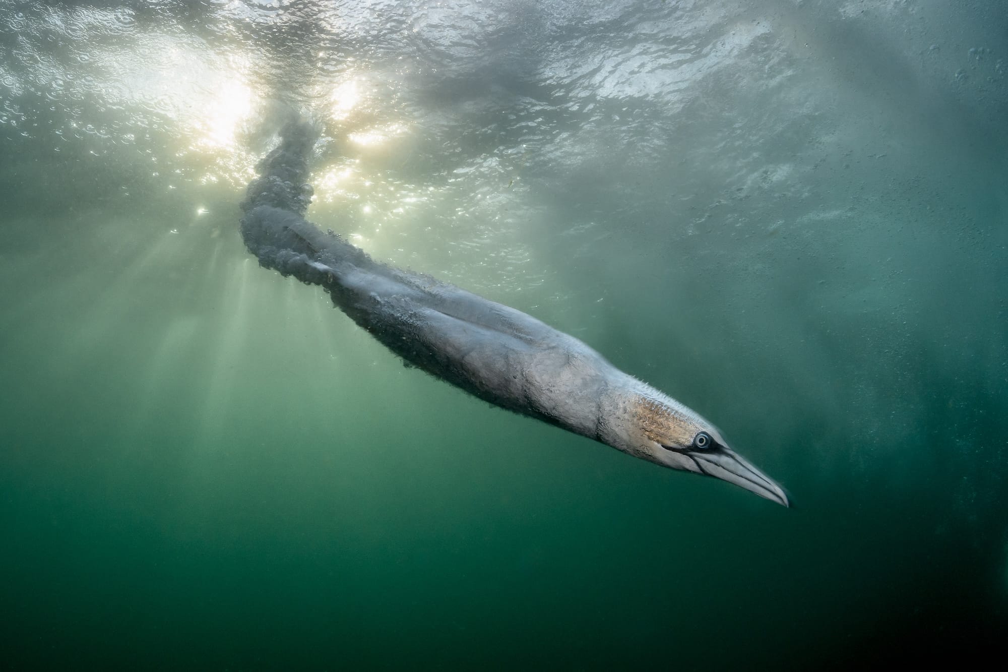 a northern gannet dives underwater like a torpedo