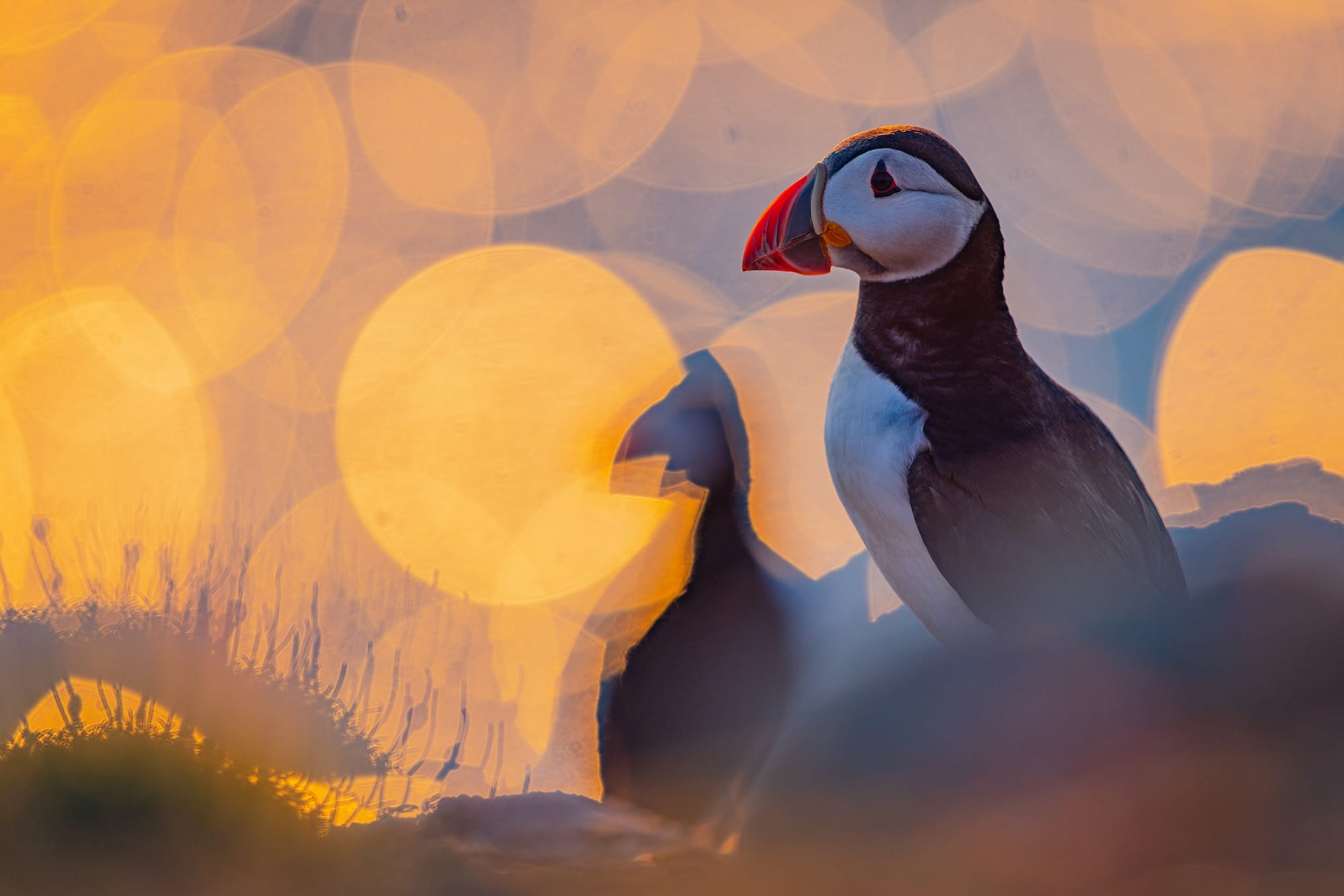 a puffin stands in the foreground a blurred sunset