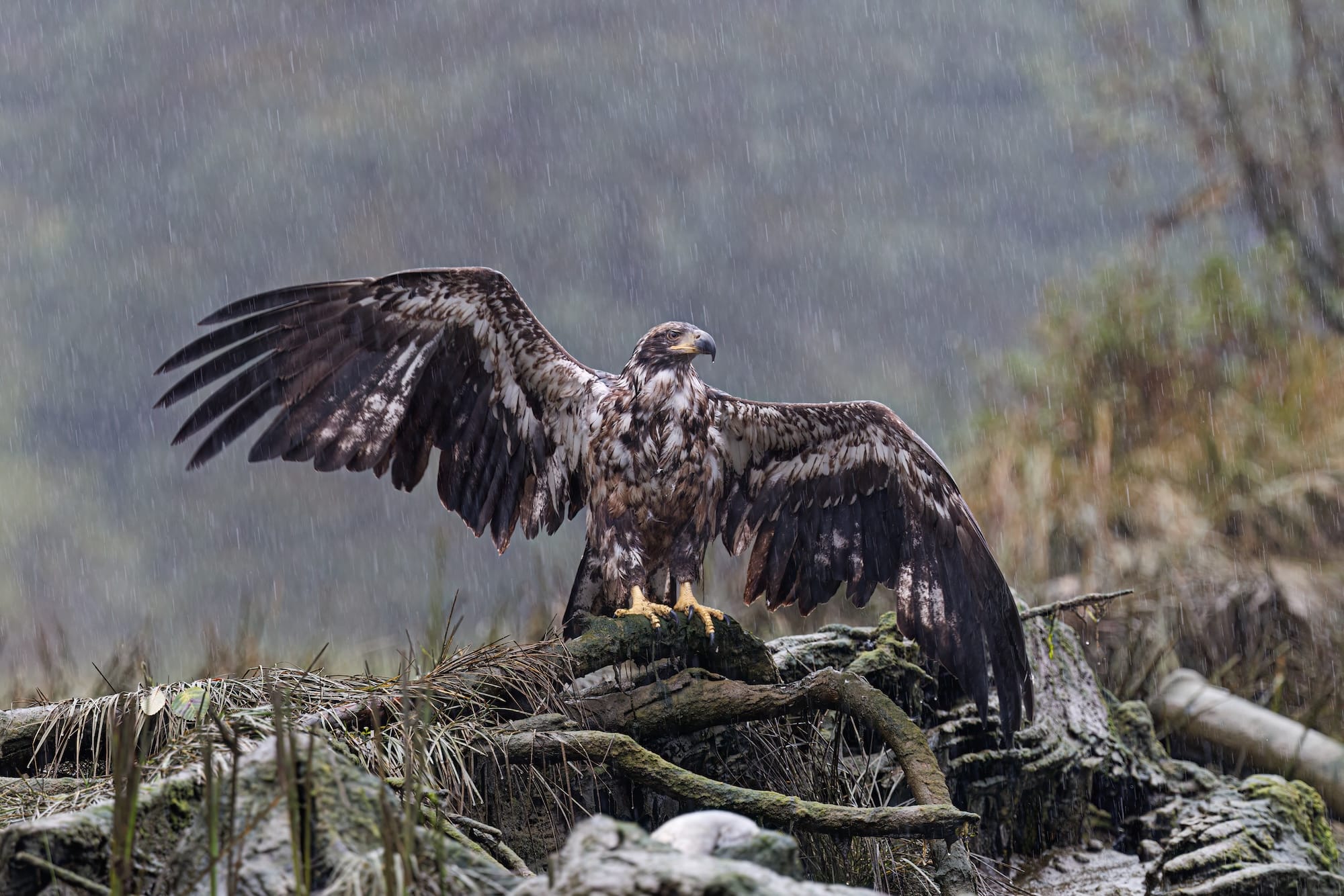 an eagle perches on a fallen limb and spreads its wings