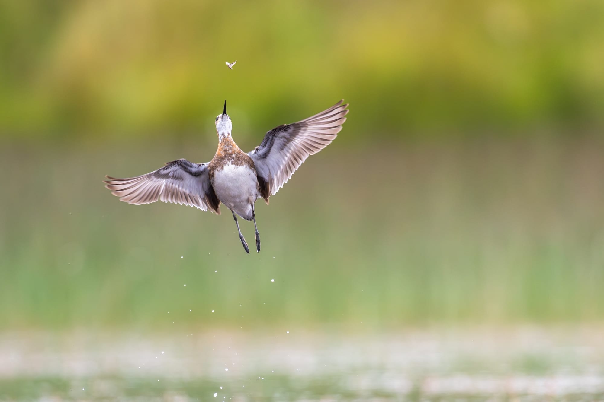 waterfowl leaps up above some water to capture an insect