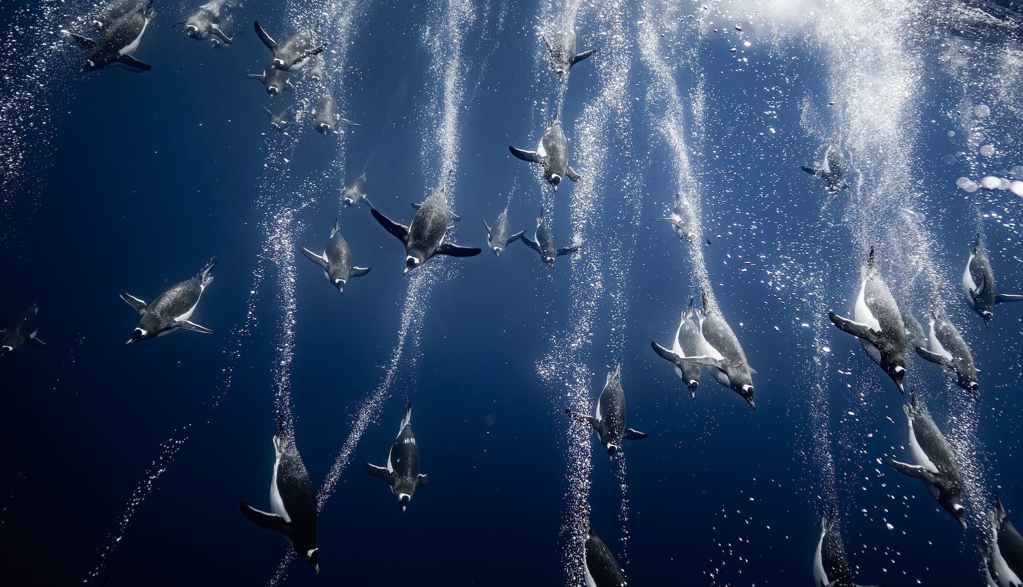 numerous penguins dive underwater