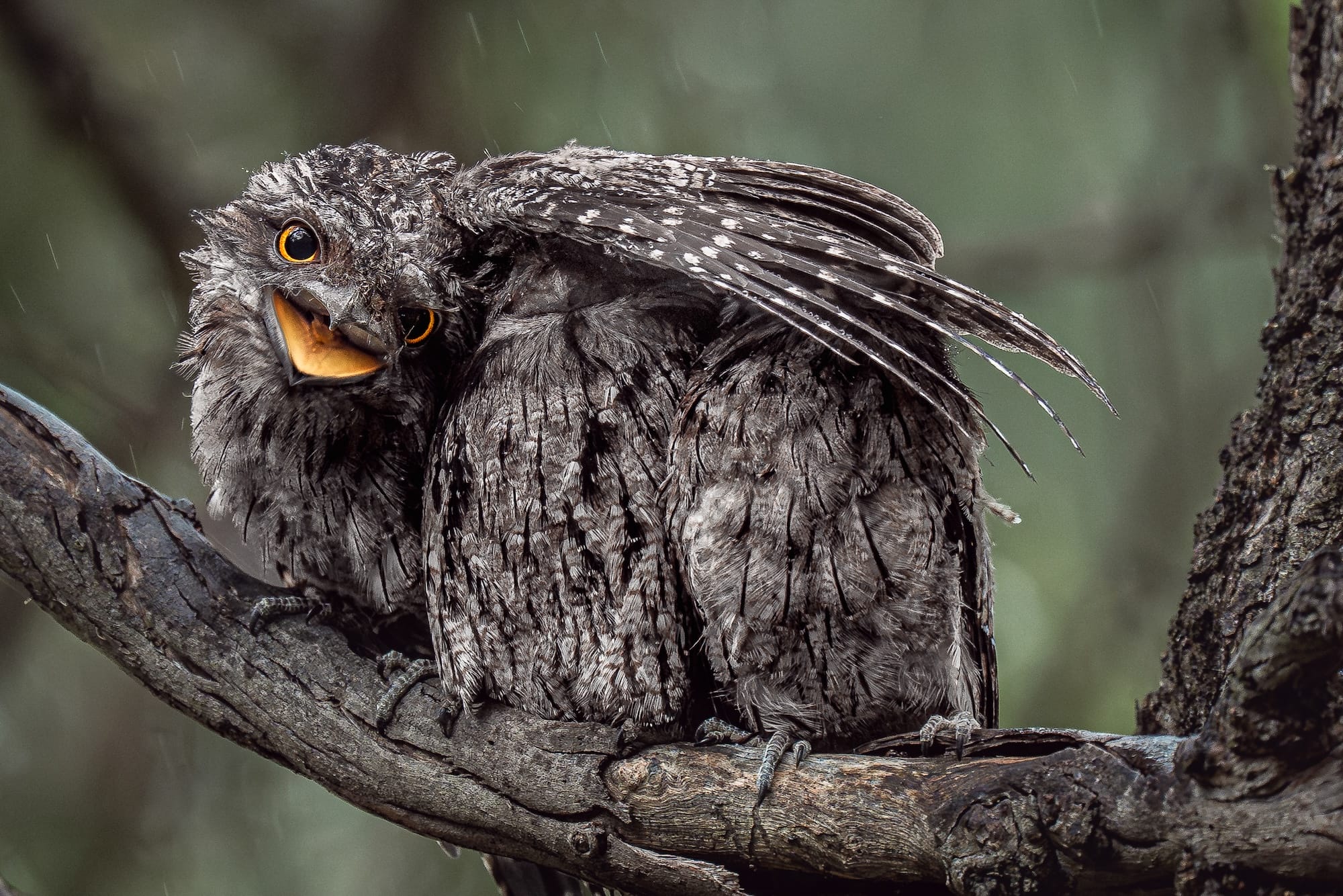 a bird shields its two young beneath its wing in the rain