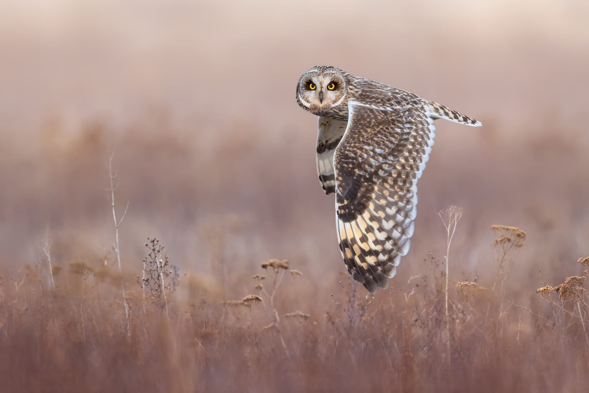 a short-eared owl in flight, low over a meadow, looks directly at the viewer