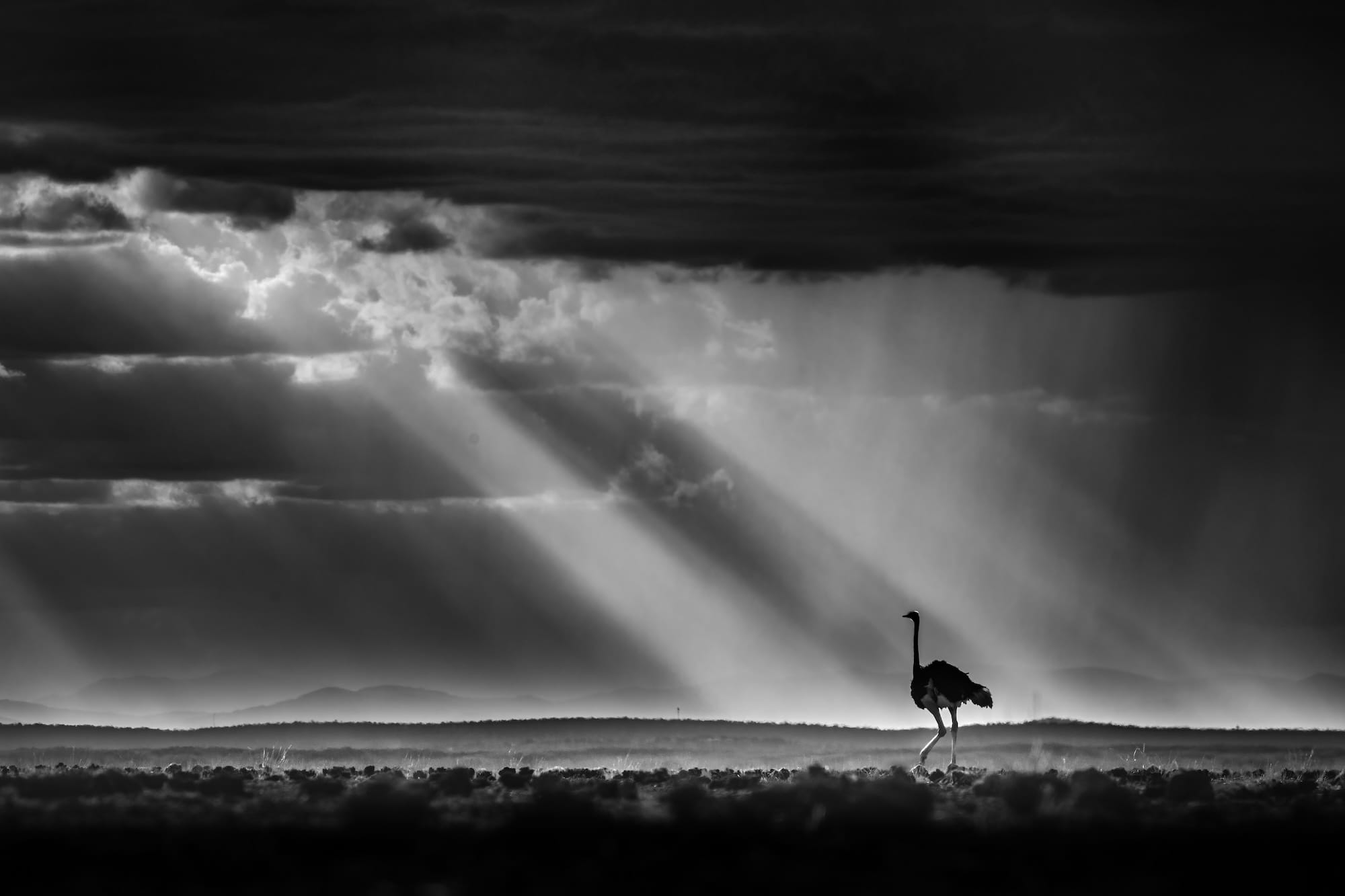 a black-and-white photo of a dramatic landscape with an ostrich silhouetted by sun rays