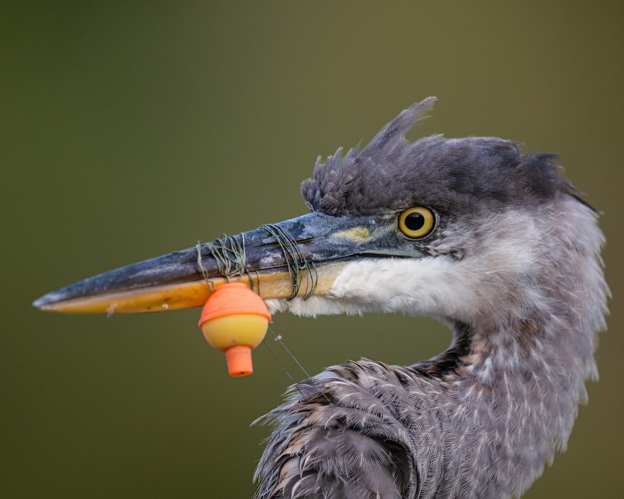 a photo of a heron with a fishing line and bobber wrapped around its beak so it cannot eat