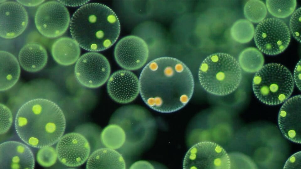 Alga (Volvox aureus) colonies in motion
