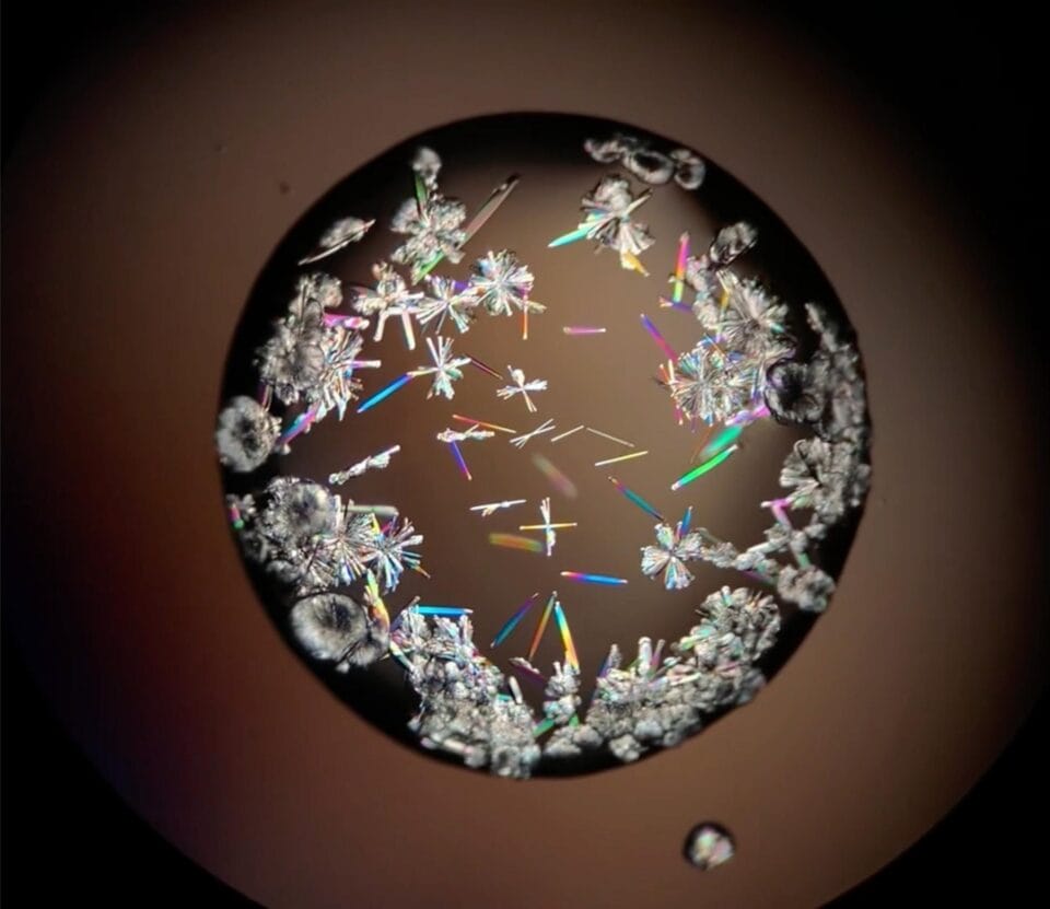 MSG salt crystals forming in drops of solution