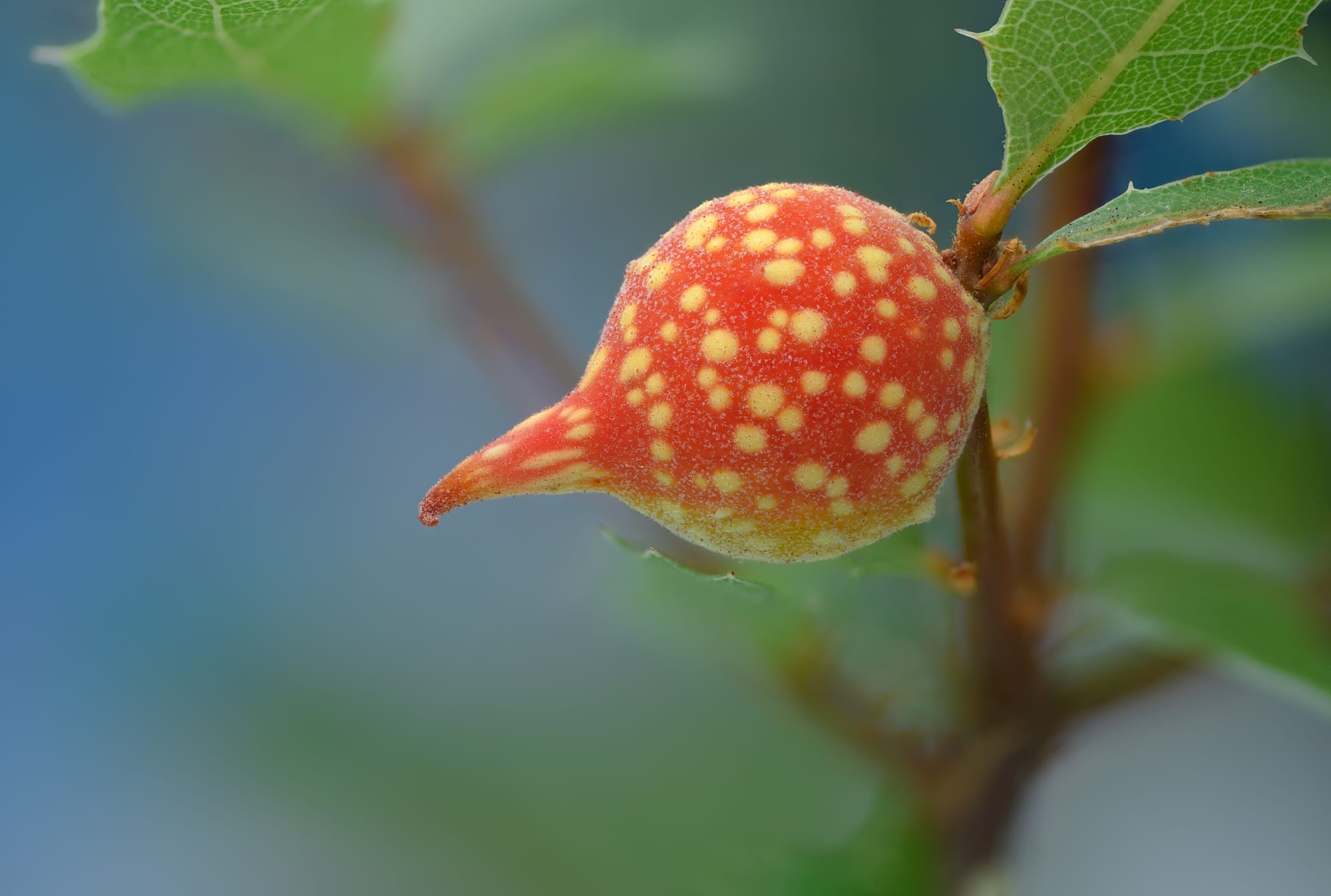 a colorful, spiky gall growth on a leaf