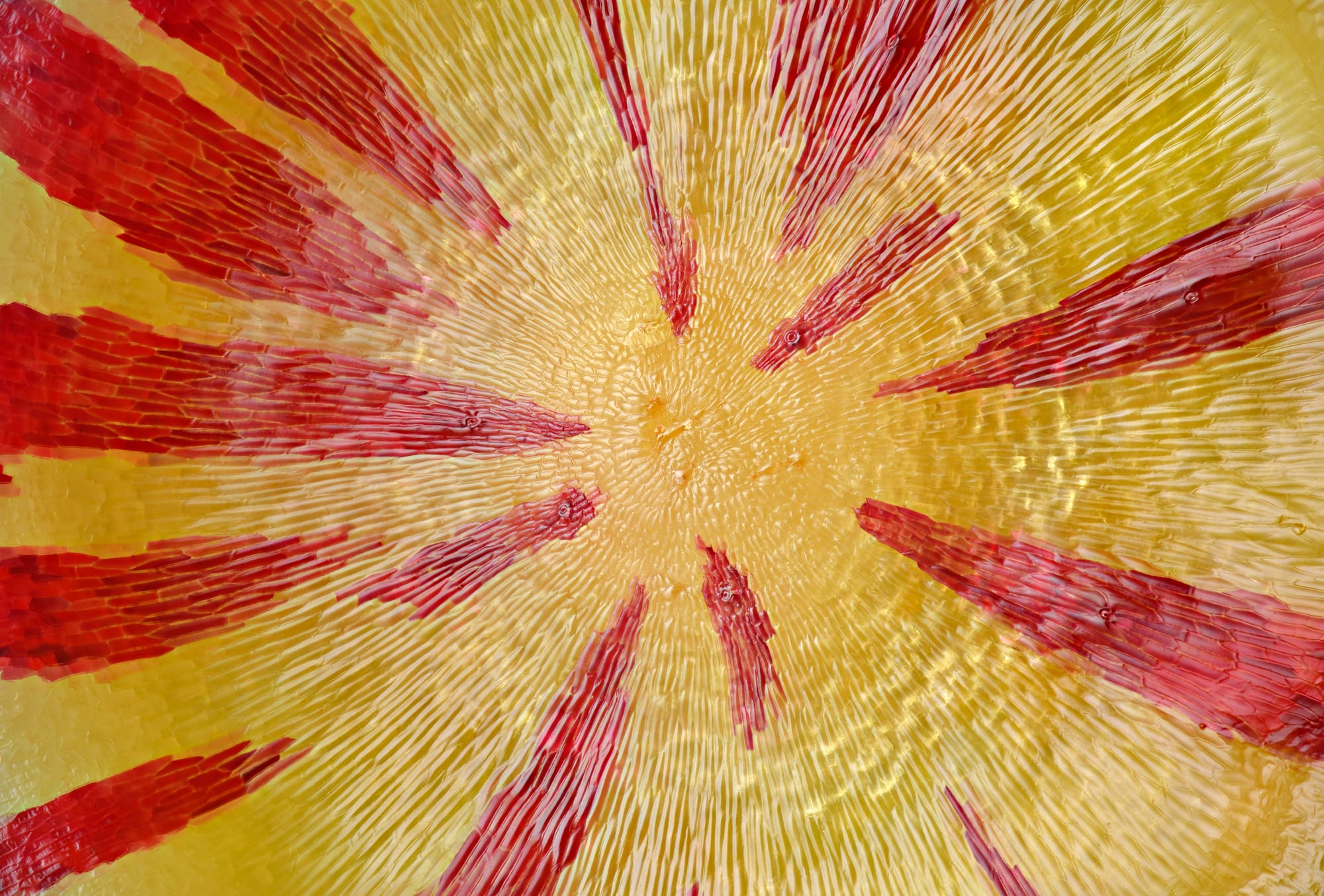 a close-up detail of a colorful gall growth