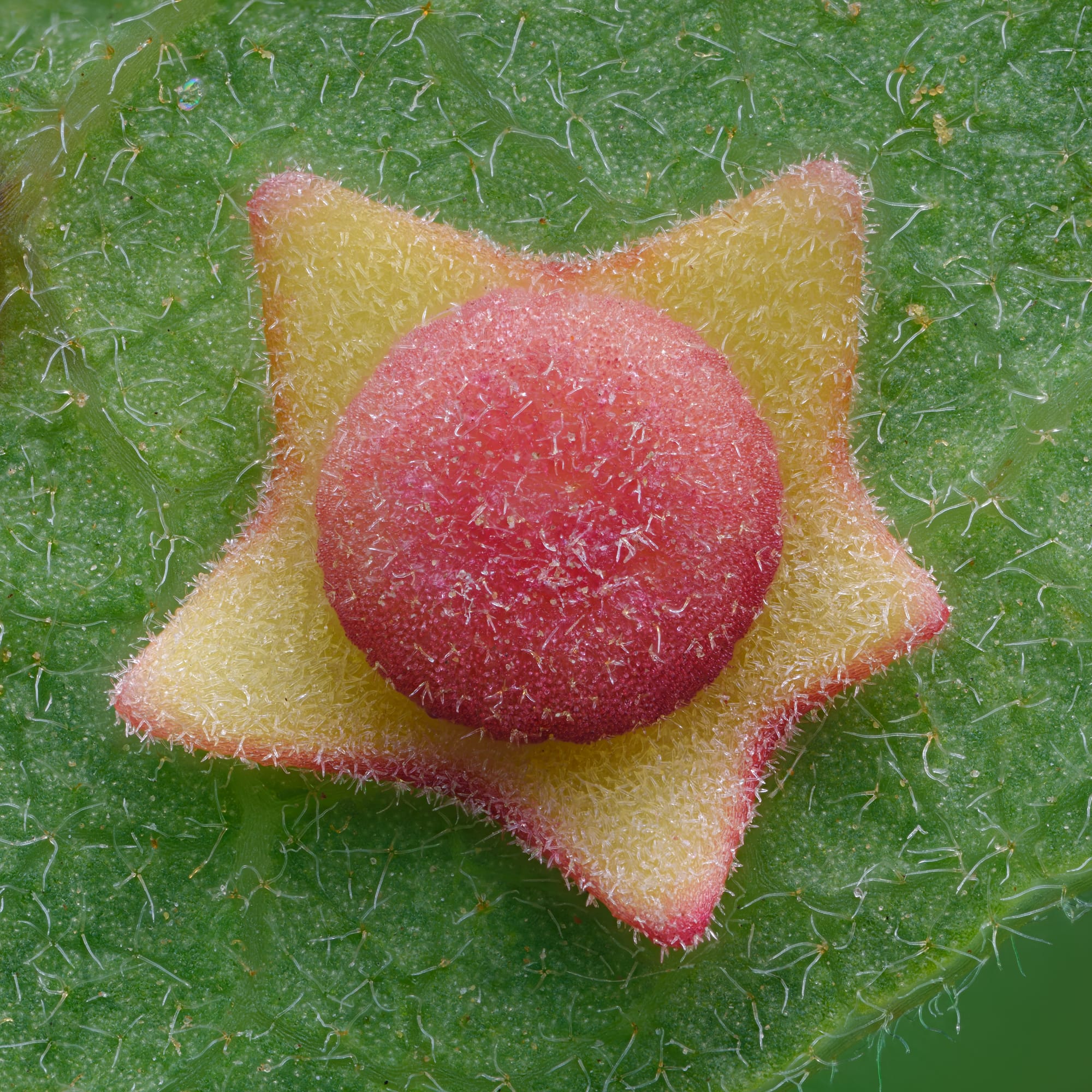 a colorful, five-pointed gall growth on a leaf
