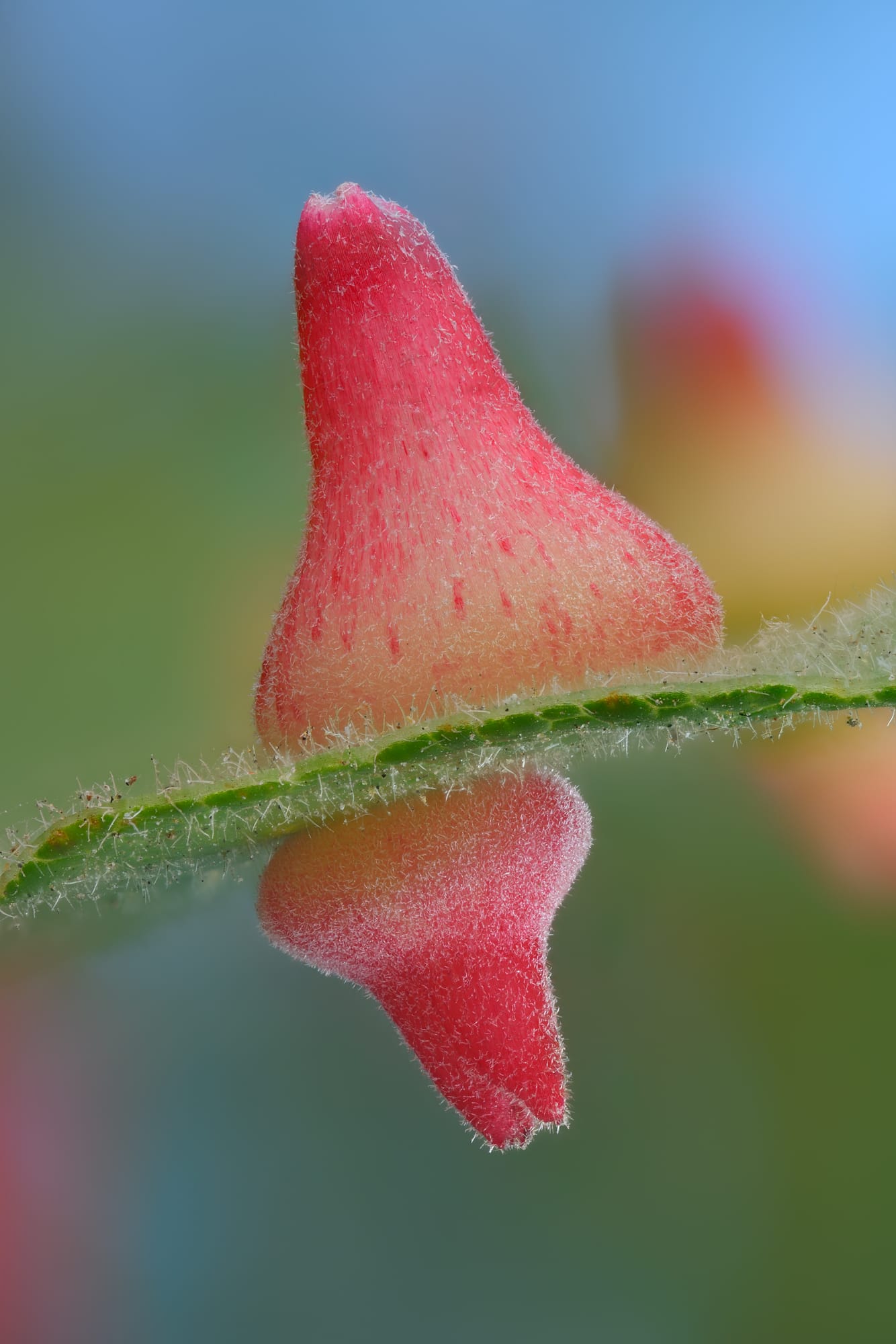 a colorful, spiky gall growth on a leaf