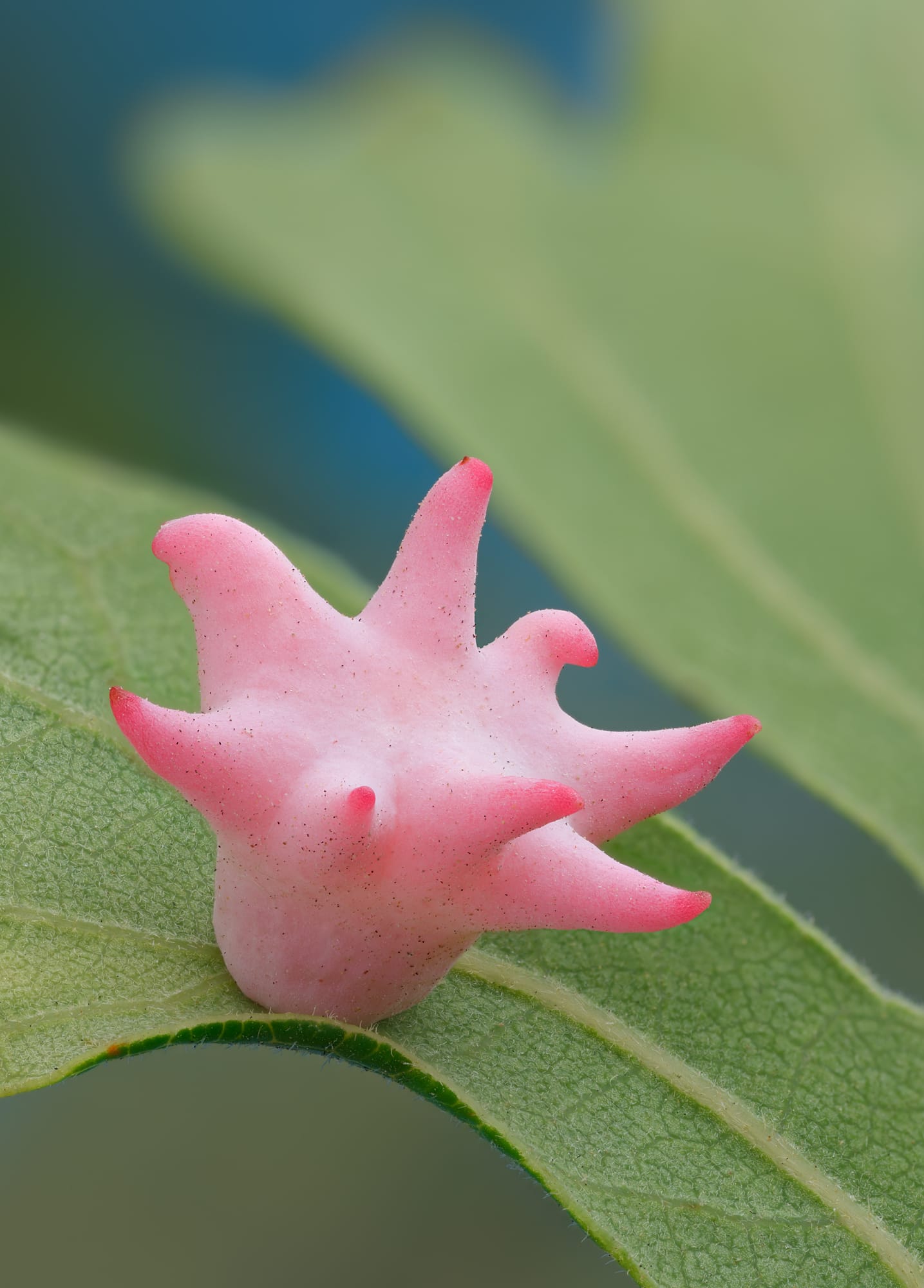 a colorful, spiky gall growth on a leaf