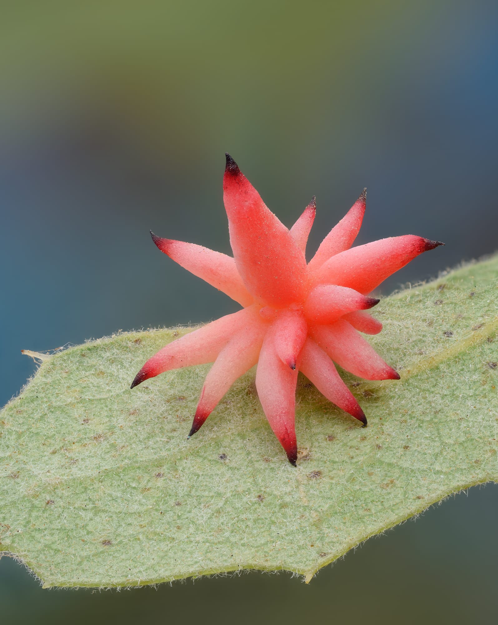 a colorful, spiky gall growth on a leaf