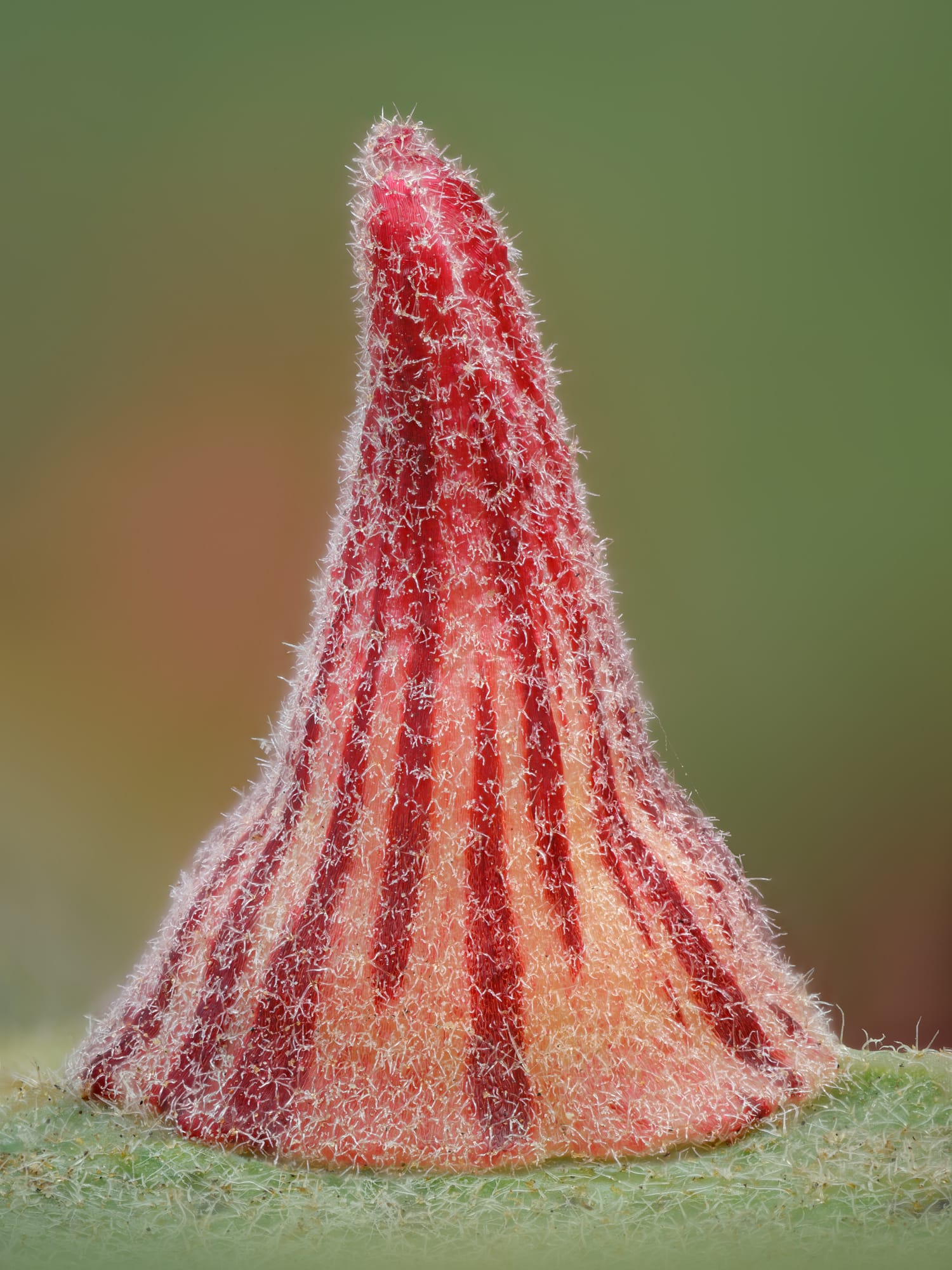 a colorful, spiky gall growth on a leaf