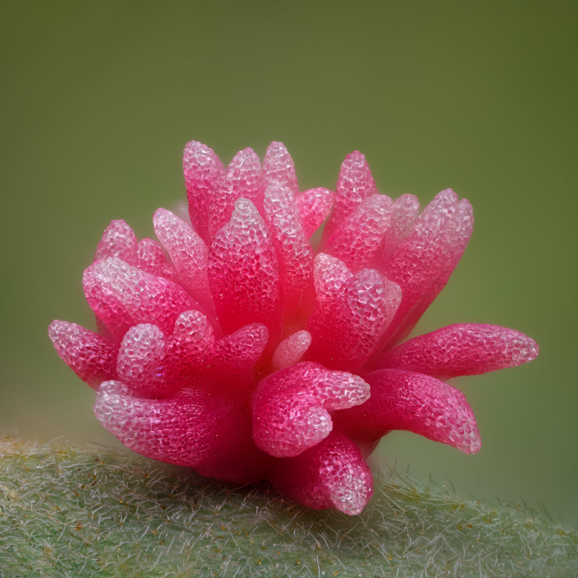 Timothy Boomer Captures the Uncanny World of Insect Galls