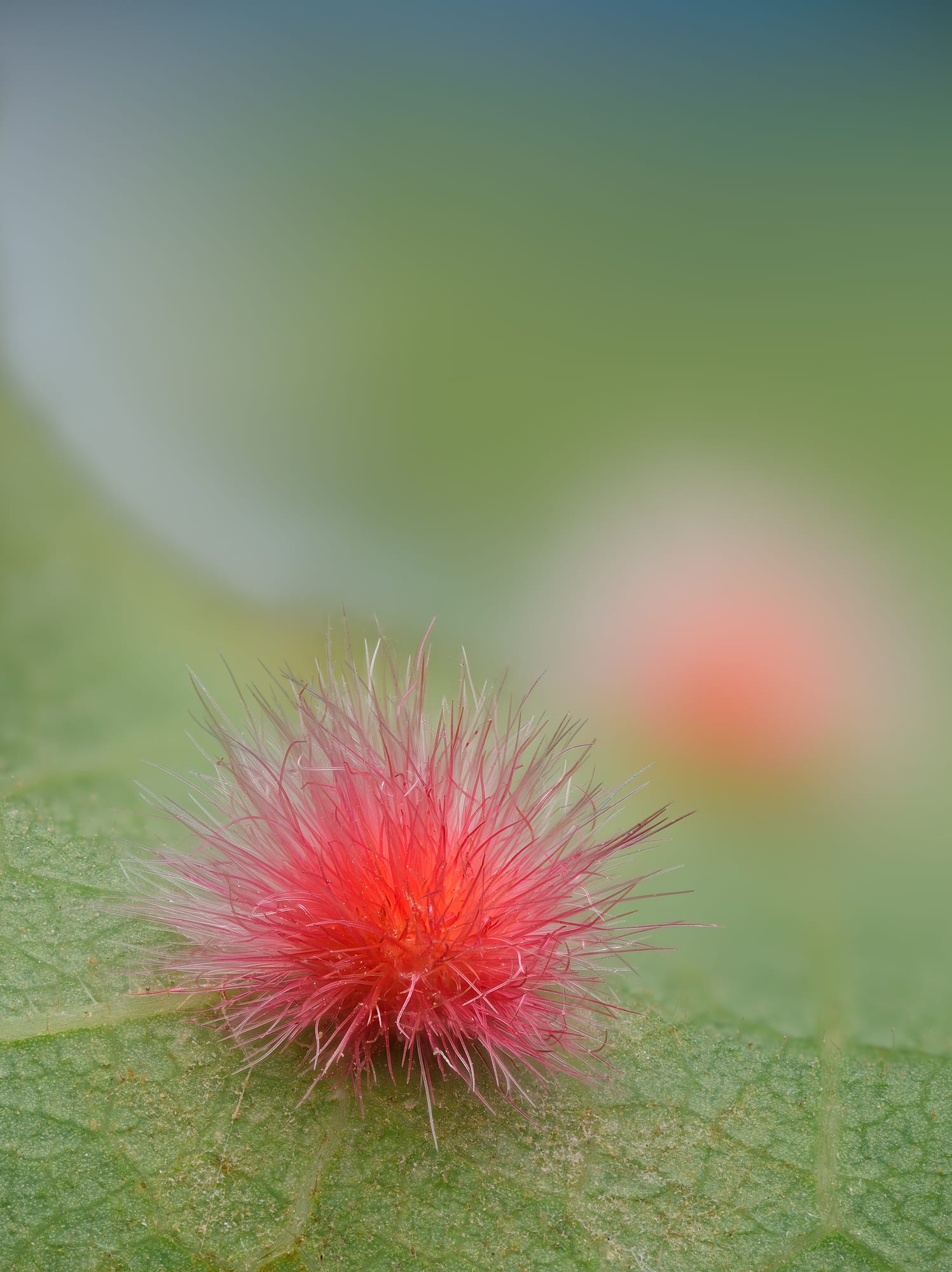 a colorful, spiky gall growth on a leaf